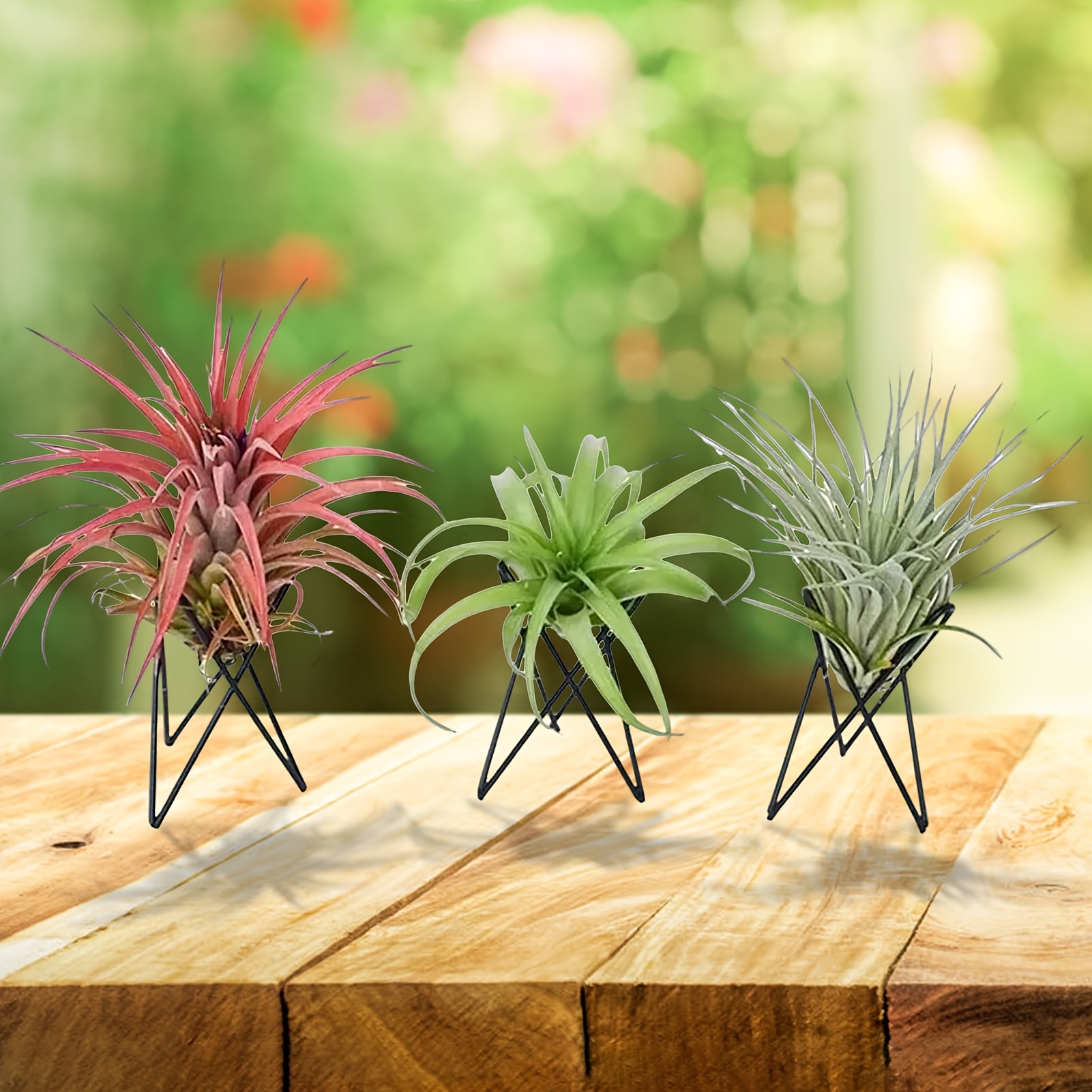 succulent plant gift ideas Dozen Mini Living Succulent Pot Favors Gift Box