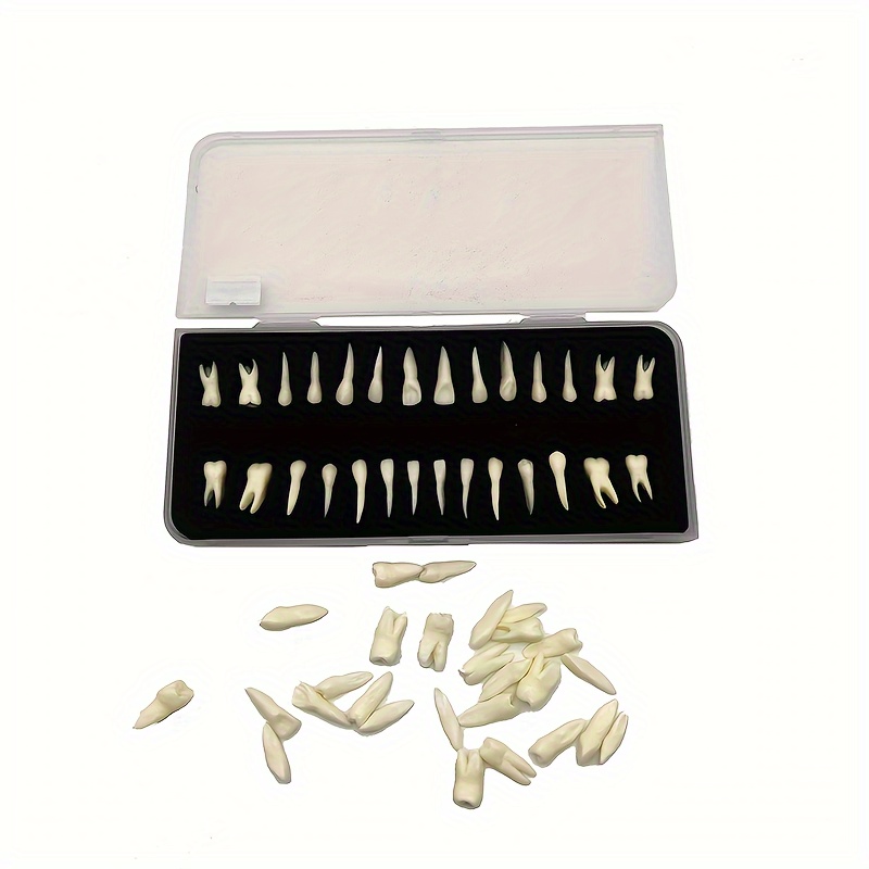 

1 Box Dental 28 Permanent Teeth Model With Roots Simulating Isolated Teeth Model Teeth Model Monochrome Anatomical Mold