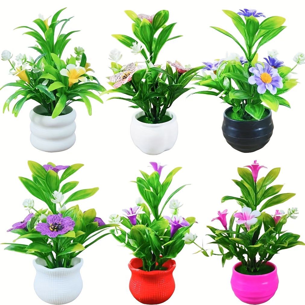 buy pothos plants 'Pearls & Jade' Pothos 6"