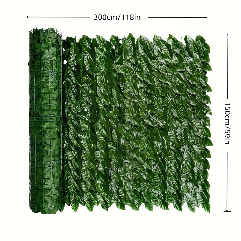 dracena massangeana Buy Dracaena Massangeana (Corn plant or Mass cane) 1.0 - 1.25 m main image 0