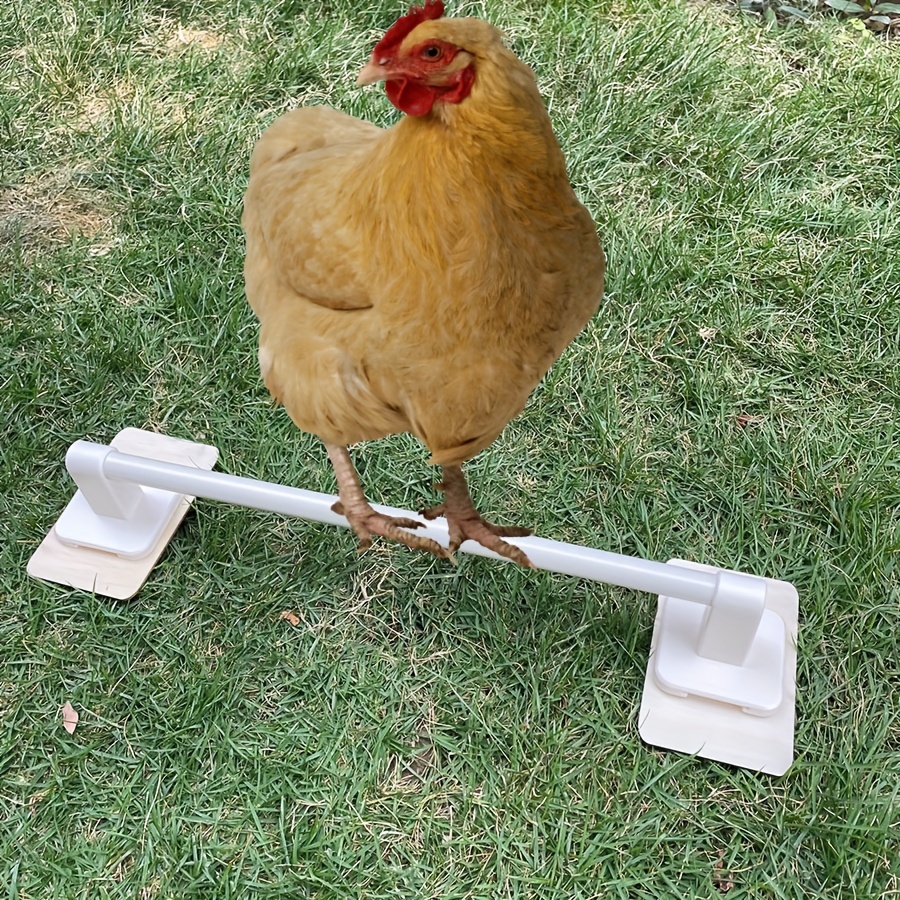 Jeux pour poules avec balançoire et échelle perchoir en bois