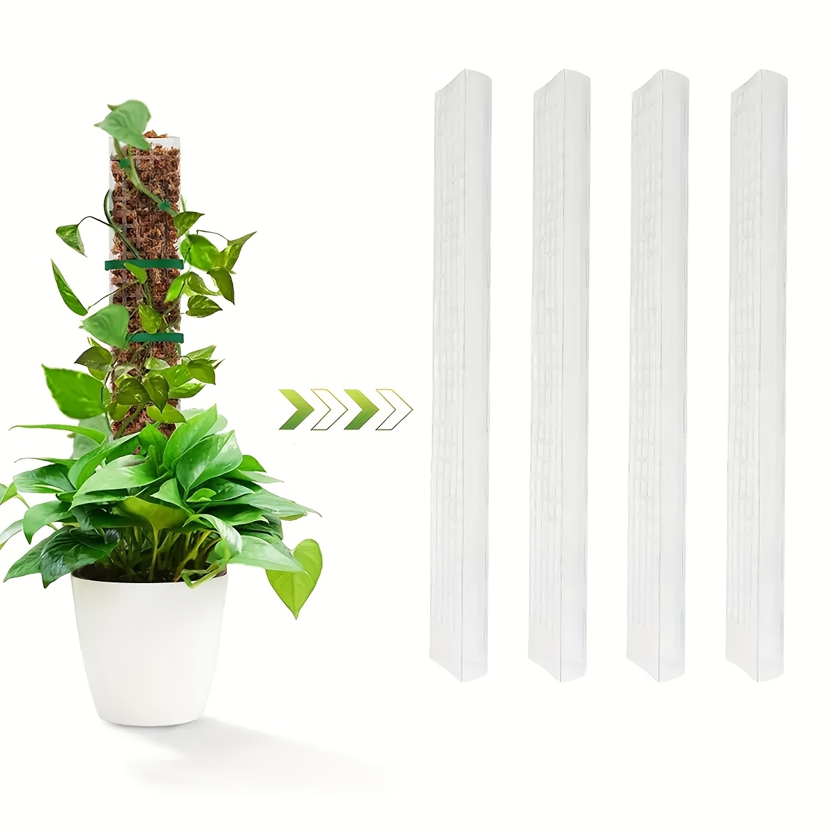 aglaonema achat Aglaonema