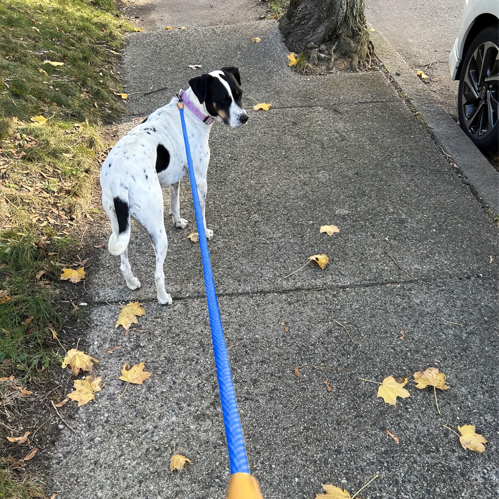 Durable Nylon Dog Leash, Strong Braided Rope for Walking Dogs