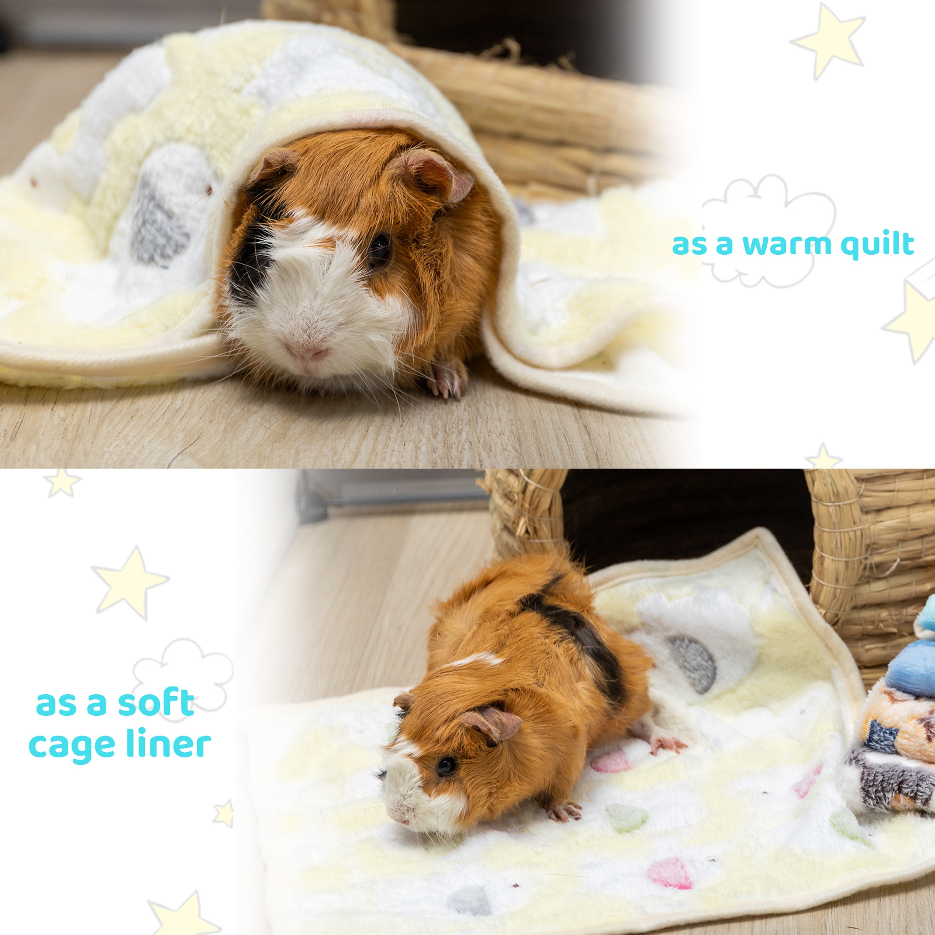 How Do Guinea Pigs Sleep Guinea Pig Sleep Stock Photo 1126943945
