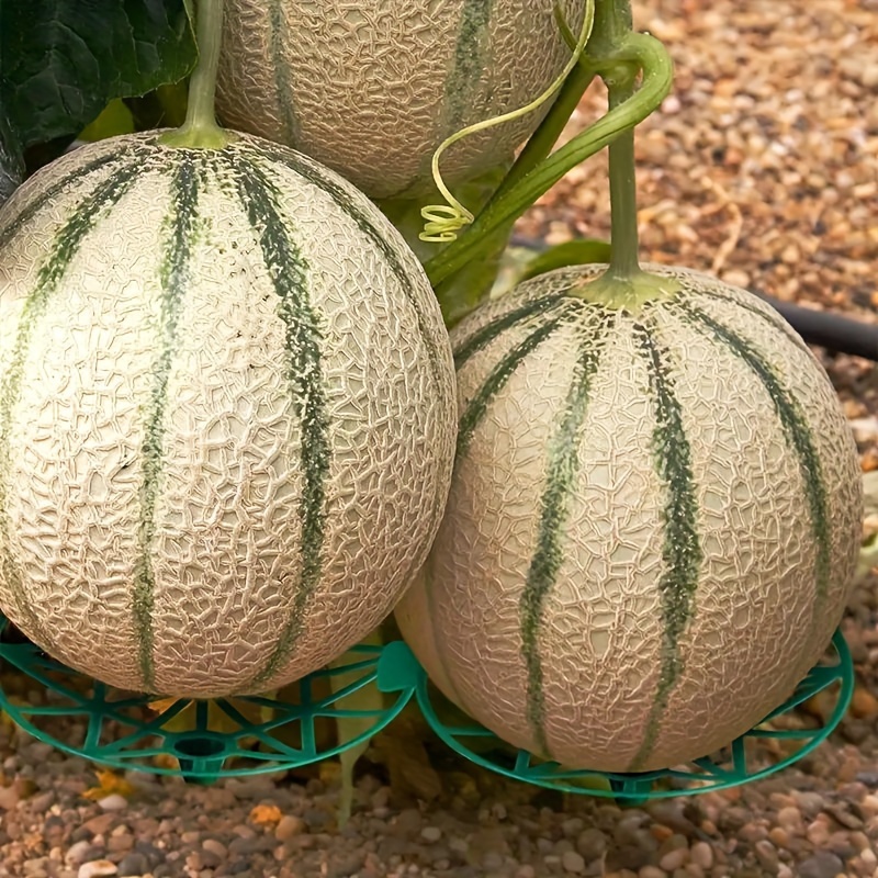 Watermelon Tray Melon Fruit Planting Tray Gardening Melon - Temu