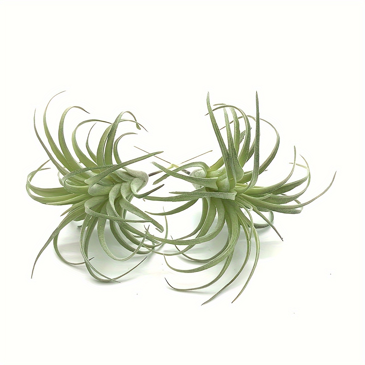 

Aitisor 2- Succulents - Unpotted Flocking Air Plants, Plastic Freestanding Bromeliads For Diy , Décor, Decorations, Universal Display