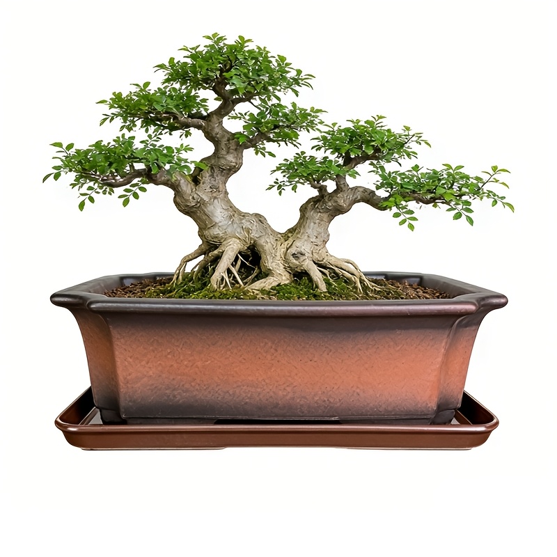 bonsai decor sold on Temu United States