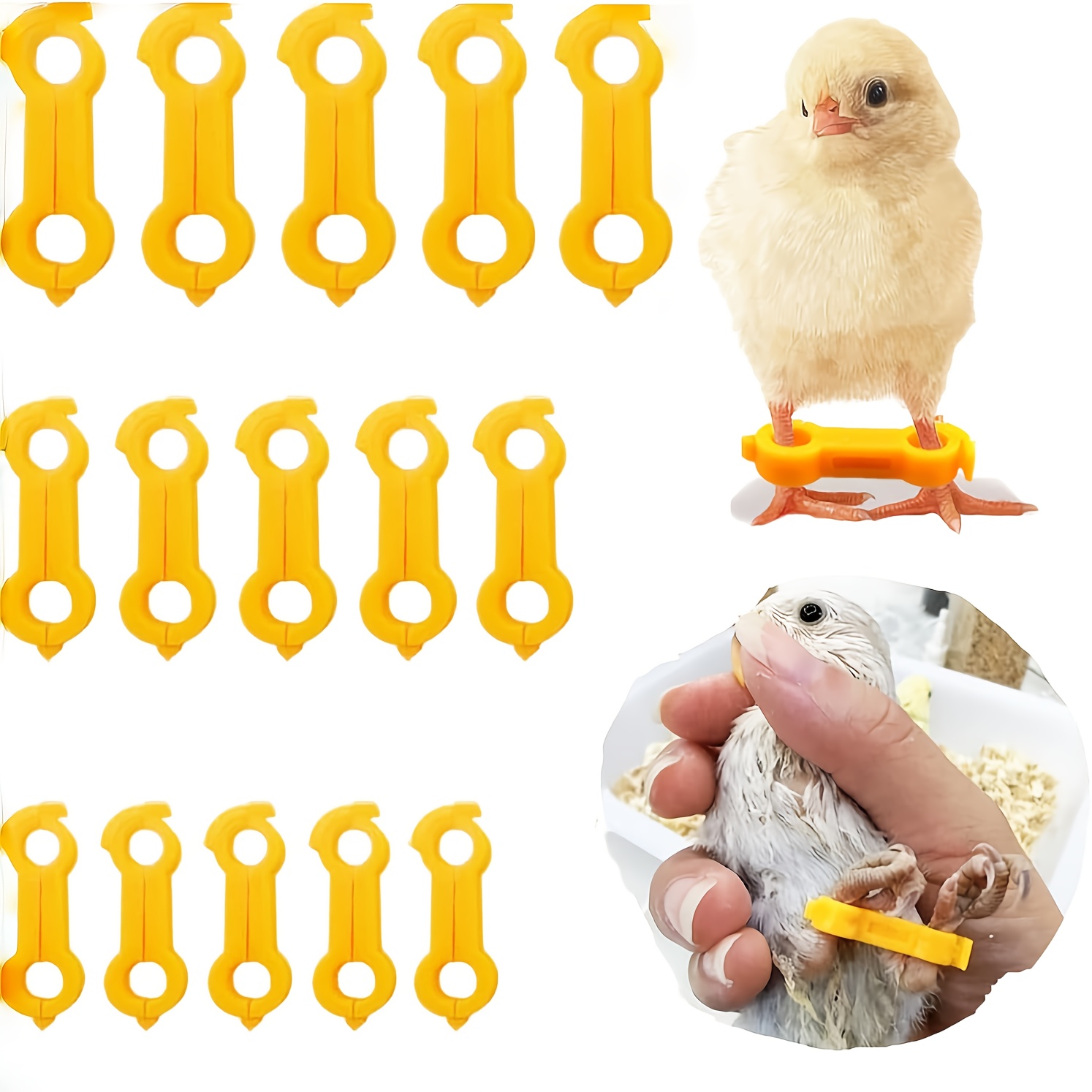 E-shop 15 Stück Neugeborene Küken & Baby-Vogel-Beingurte für 1-3 Tage alte Küken, Wachteln, Enten, Papageien - 3 Größenoptionen für Junggeflügel -