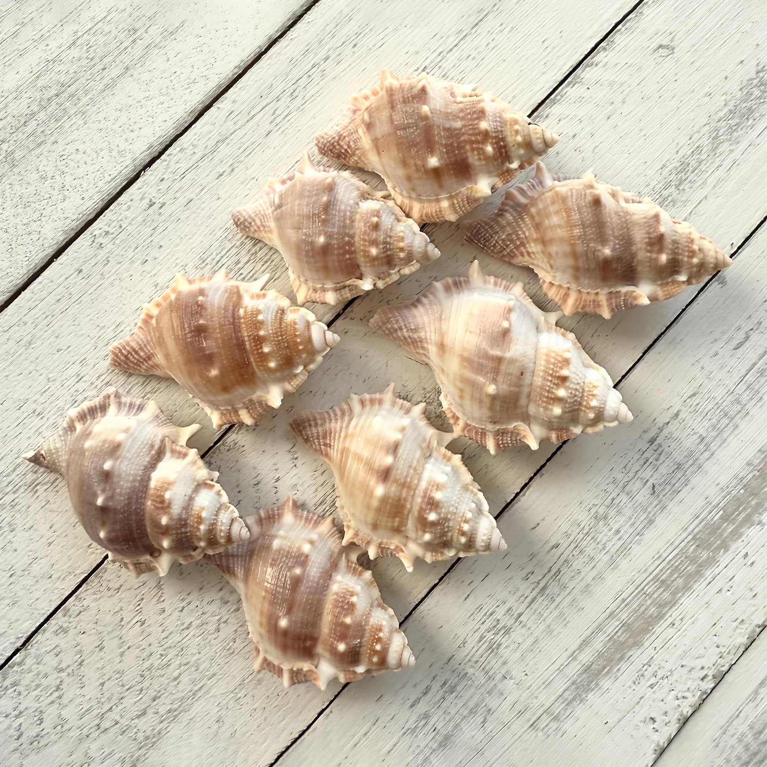 Compact Spiky Conch, Ideal For Coral Embellishments In Aquariums, Aquatic Landscape Design, Ocean-themed Shell Decor, Crafting Materials, And Shells For Hermit Crabs