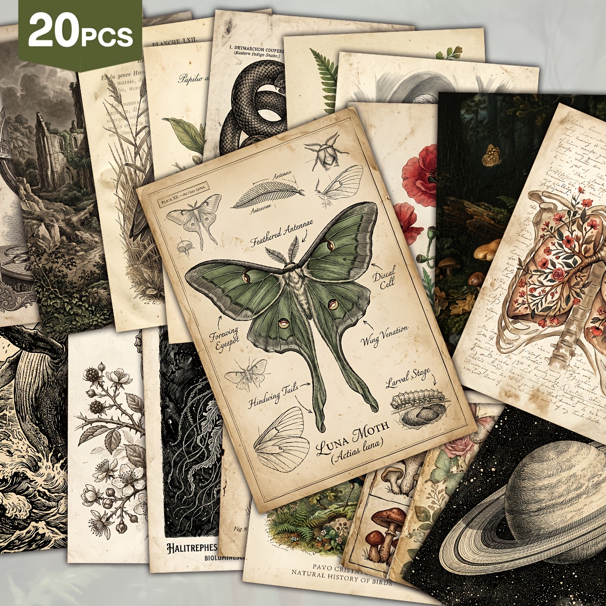 Image of 20pcs Vintage Dark Academia Natural Science Postcard Set, Botanical And Animal, Moth, Floral And Celestial Retro Art Postcards, For Home Wall Decor, Junk Journal, Collage
