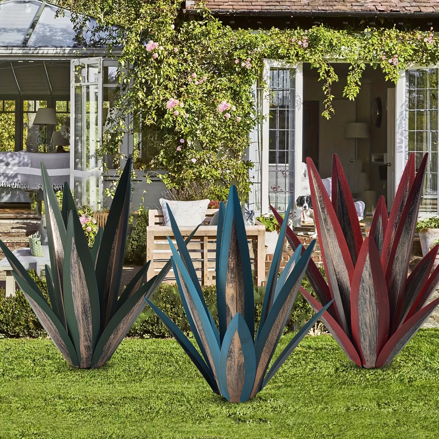 outdoor agave plant - Oman