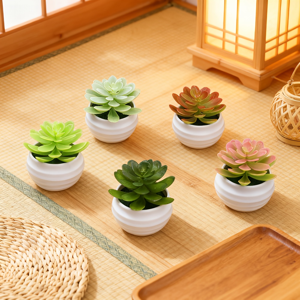 zz plant raven Buy Raven ZZ Plants Online