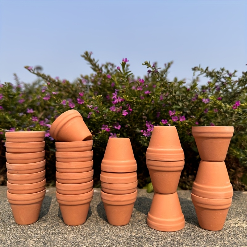 jade plant pet safe Elephant Bush Succulent Plant main image 1