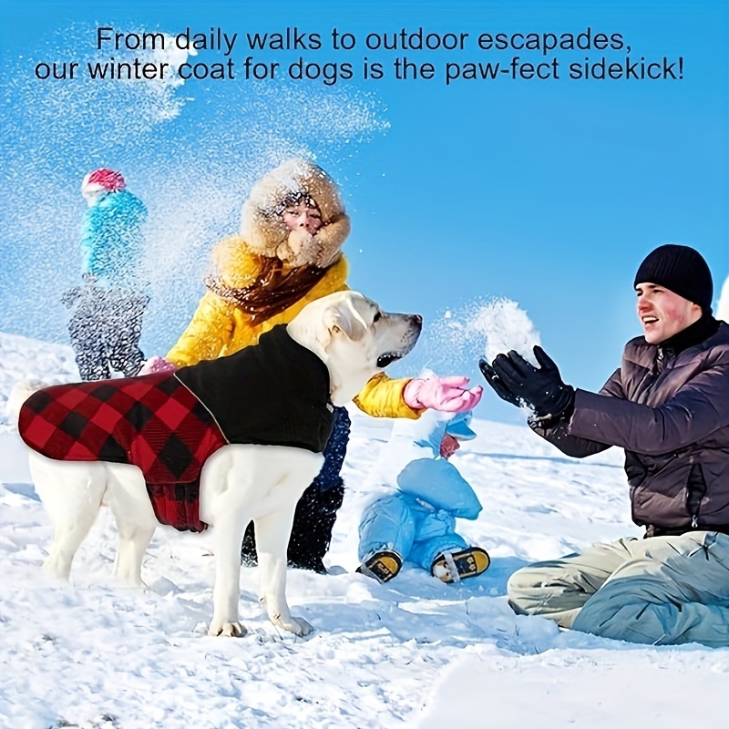 Small Dogs Dogs That Like The Cold Cold Weather Do Small Dogs Need