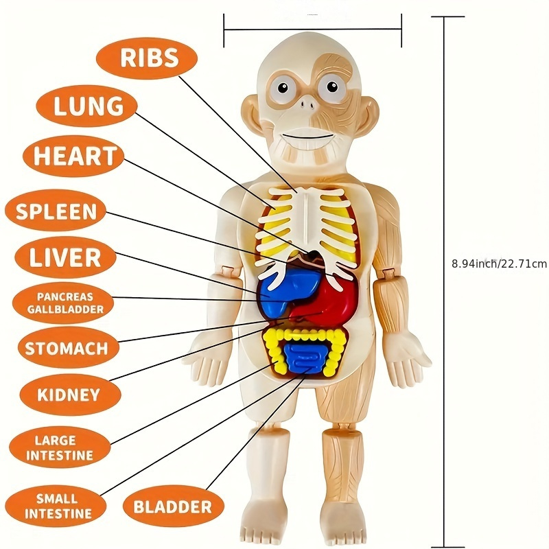 Modelo De Anatomia Del Cuerpo Humano - Temu Mexico