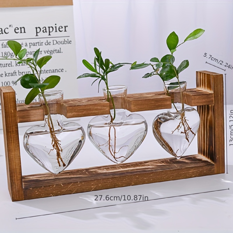 Terrarium Plant Set - 3 Houseplants 