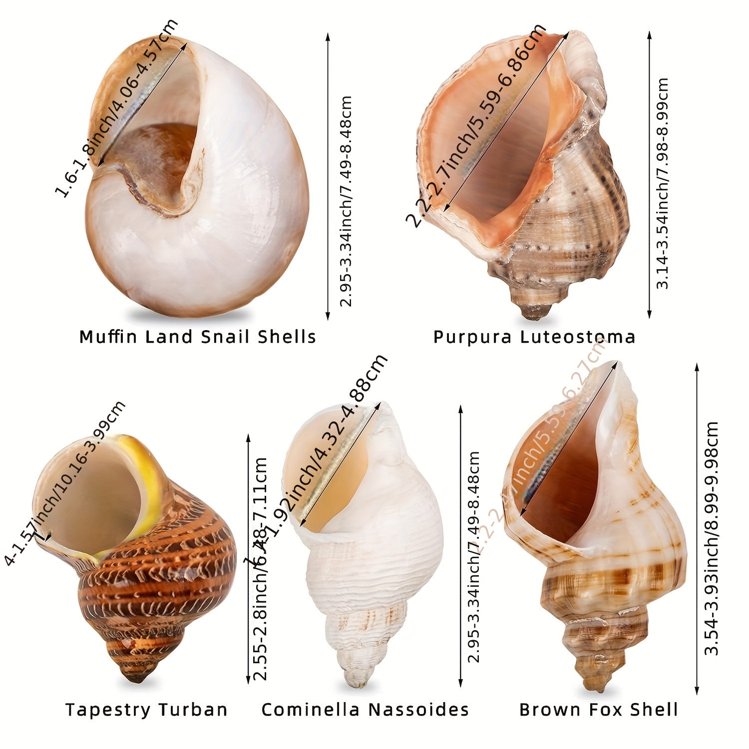 Hermit Crab Shells Medium Small Turbo Seashell Natural Sea Conch - Live  Hermit Crab