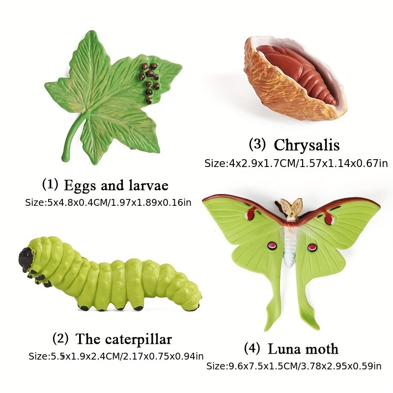 8PCS Life Cycle Figurines of Monarch Butterfly and Actias Ningpoana,  Realistic Education Insects Life Cycle Toys, Caterpillar to Butterfly Kit  Growth