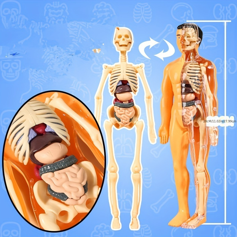 Modello Di Anatomia Del Corpo Umano - Spedizione Gratuita Per I Nuovi  Utenti - Temu Italy