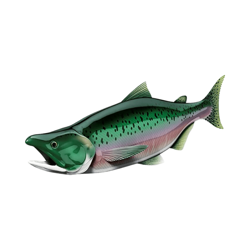 Salmon Decals - Temu