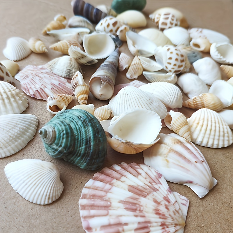 Sea Shells For Craft - Free Shipping For New Users - Temu Denmark