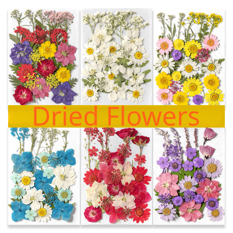 Optional Style Mini Dried Flowers Bouquets Kit Dried Pressed - Temu