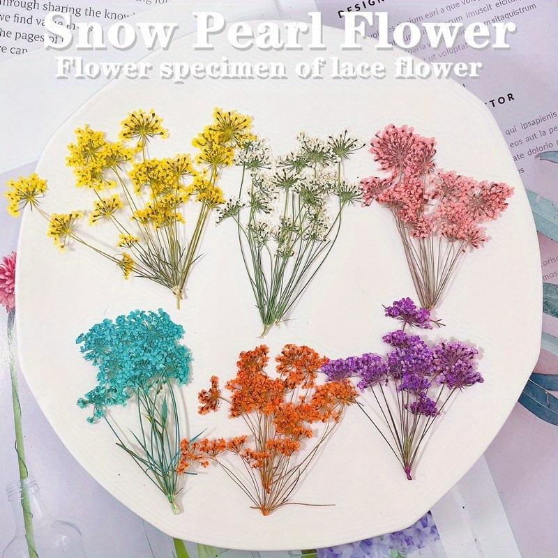 100pcs Mixed Pressed Press Dried Flower Filler For Epoxy Resin