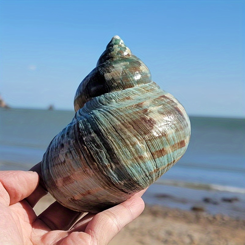 Large Shells - Temu