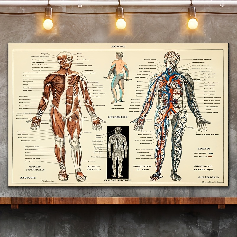 Poster dell'anatomia umana con i nomi degli organi del corpo