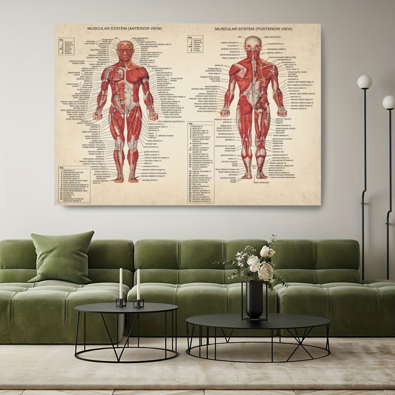 1pc Poster Anatomia Viso Muscoli Facciali E Vene Arte - Temu Switzerland