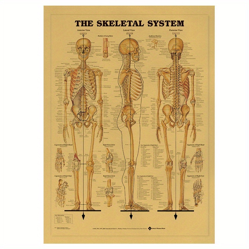 Modello di Scheletro Umano per Anatomia Scheletro Anatomico Scheletro Umano  Decorazione di Anatomia per Lo Studio del Sistema Scheletrico, Educativo :  : Commercio, Industria e Scienza