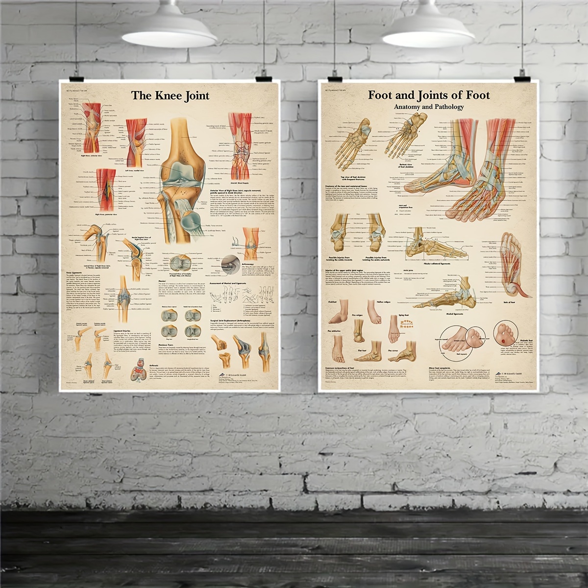 Poster vintage di anatomia Schreibers Anatomische Wandtafeln