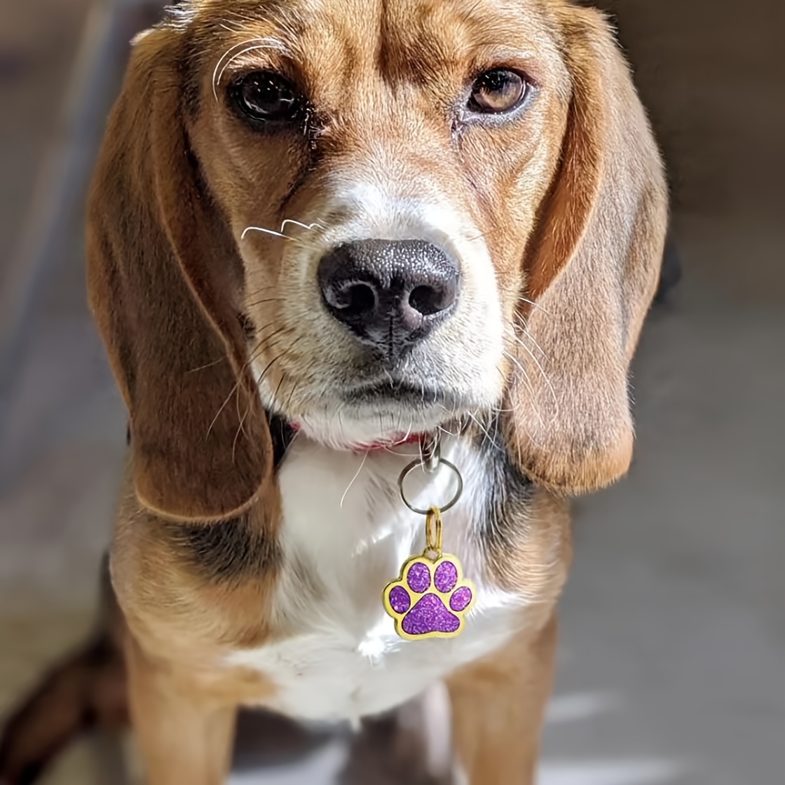 Dog identity discs sale