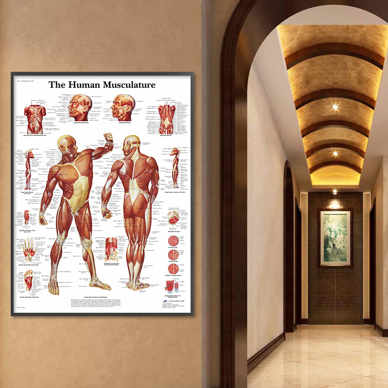 Anatomy Poster - Temu