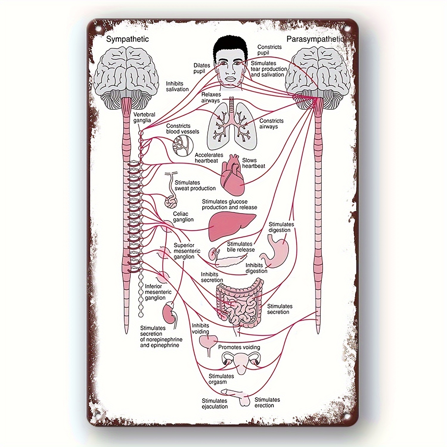 Poster Di Anatomia Umana - Resi Gratuiti Entro 90 Giorni - Temu Switzerland