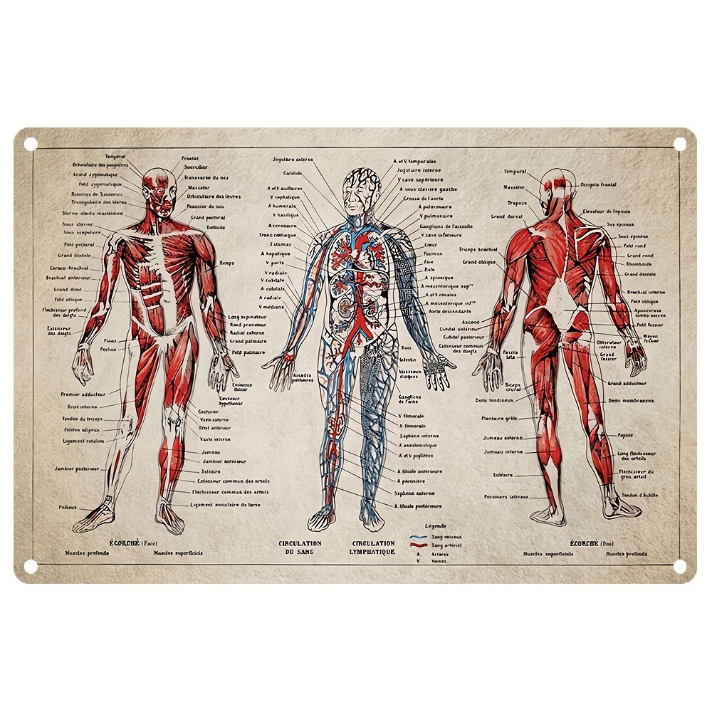 Poster Di Anatomia - Resi Gratuiti Entro 90 Giorni - Temu Italy