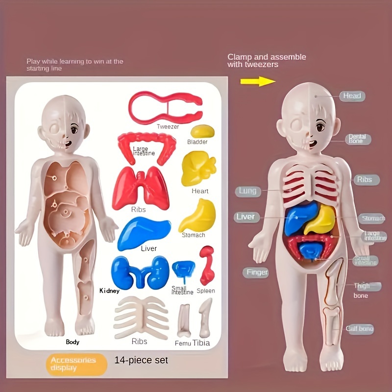 Organes humains enfants Puzzles  Anatomie modèle de corps humain enfants- enfant Montessori 3d - Aliexpress