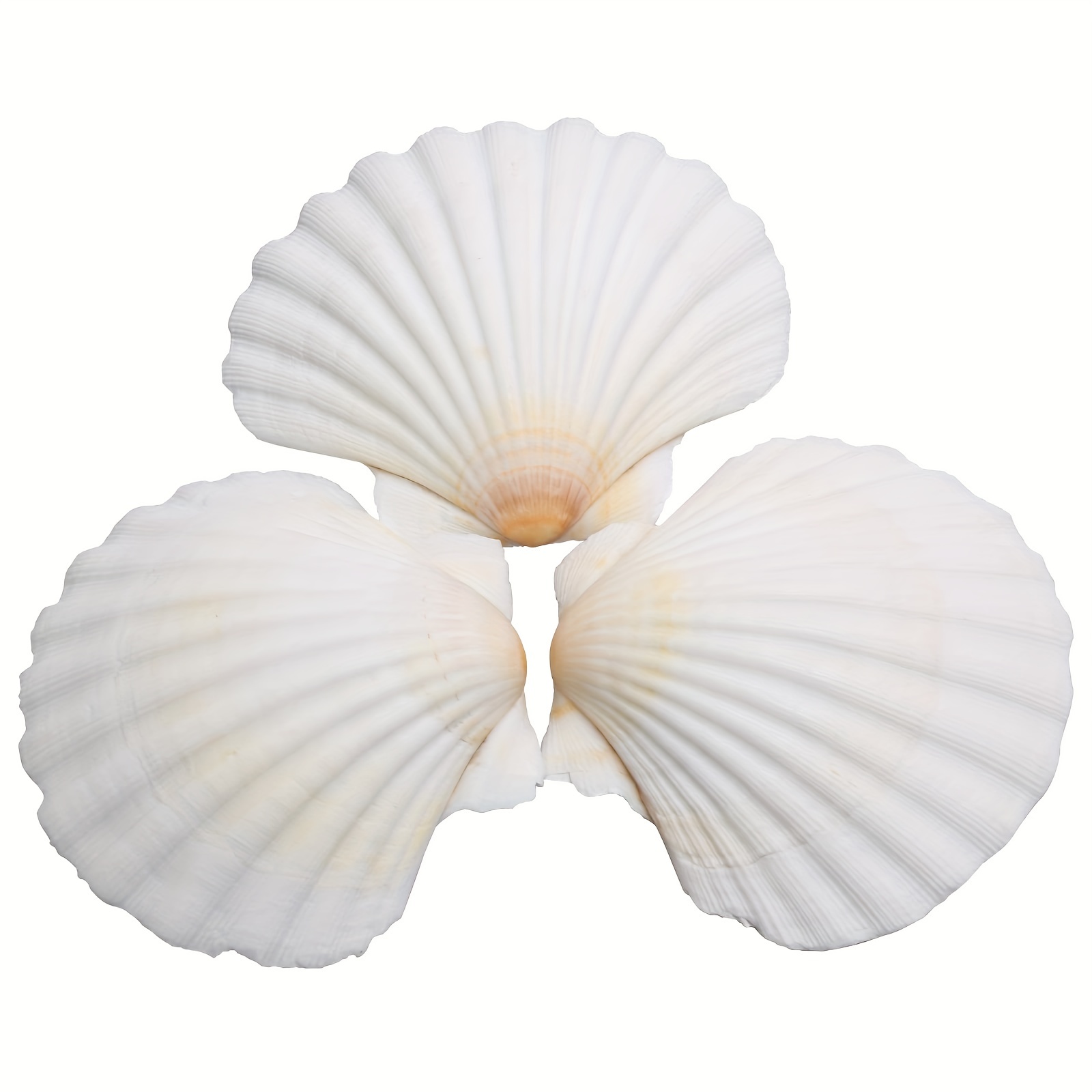 10PCS Large Natural Scallop Shells, 4''-5'' Large Shell for Crafts, DIY  Painting, Baking and Beach Wedding Decorations - Large White Seashells Bulk