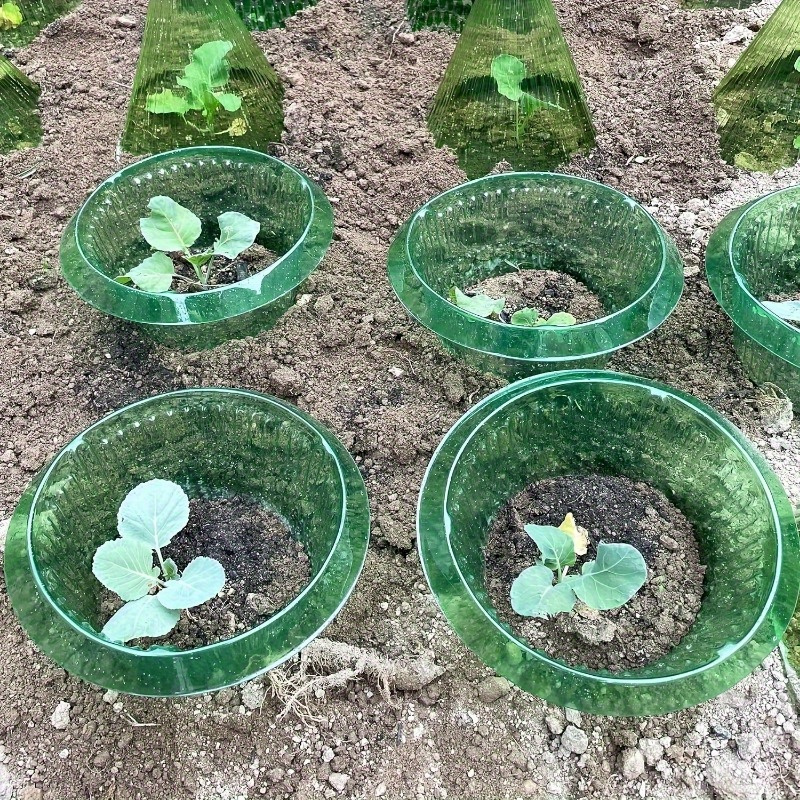 E-shop Ein -teiliges Garten Glas Abdeckung Pflanzenschutz Set, mit runden Kunststoff Pflanzenschutz Kragen für Erdbeerstützen, Schnecken- und