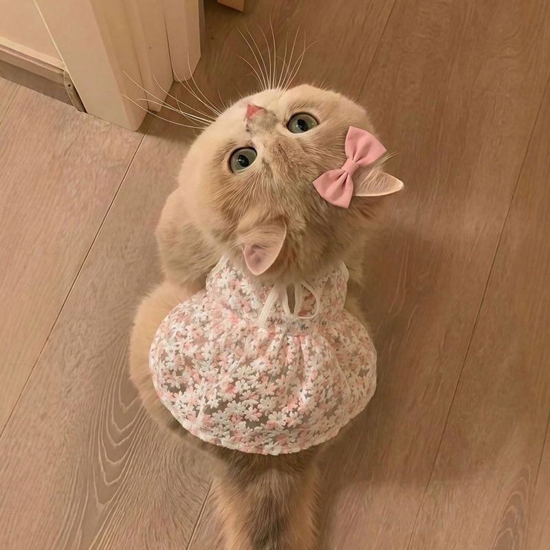 cute cat wearing dress dresses for cats sold on Temu United States Brand: A.L.C. Shop Wine Wrap Belt Color:Tan Rustic cute beautiful cat in dress