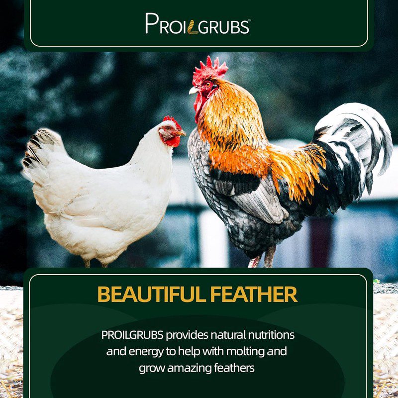 2.27 KG Dried Black Fly Larvae Treats (BSFL) - High-Protein Meal Worms Suitable for Chickens, Hens, Birds - Chicken Feed with Microwaved Drying (No Additives/Preservatives)