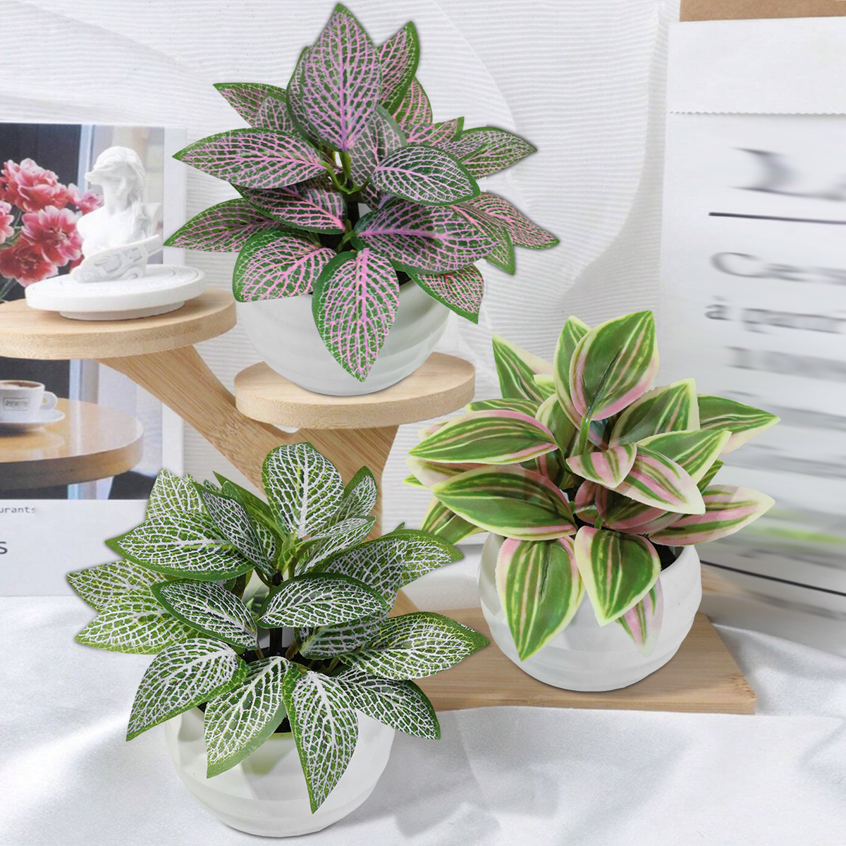 epipremnum pinnatum variegata pflege Epipremnum Pinnatum Variegata Albo – Foliage Dreams