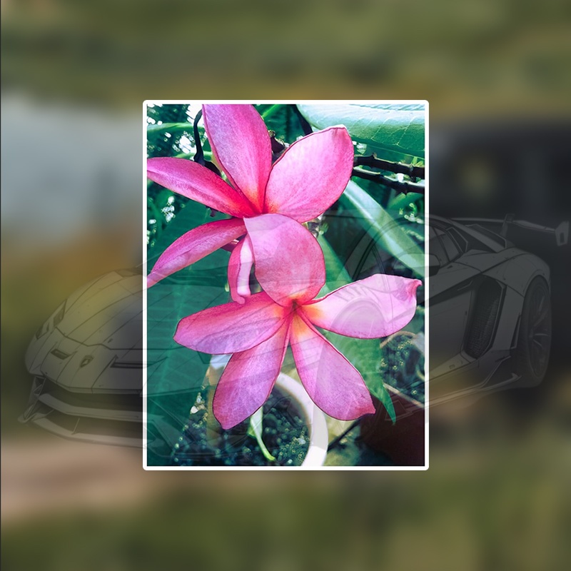 plumeria flowers sold on Temu Canada