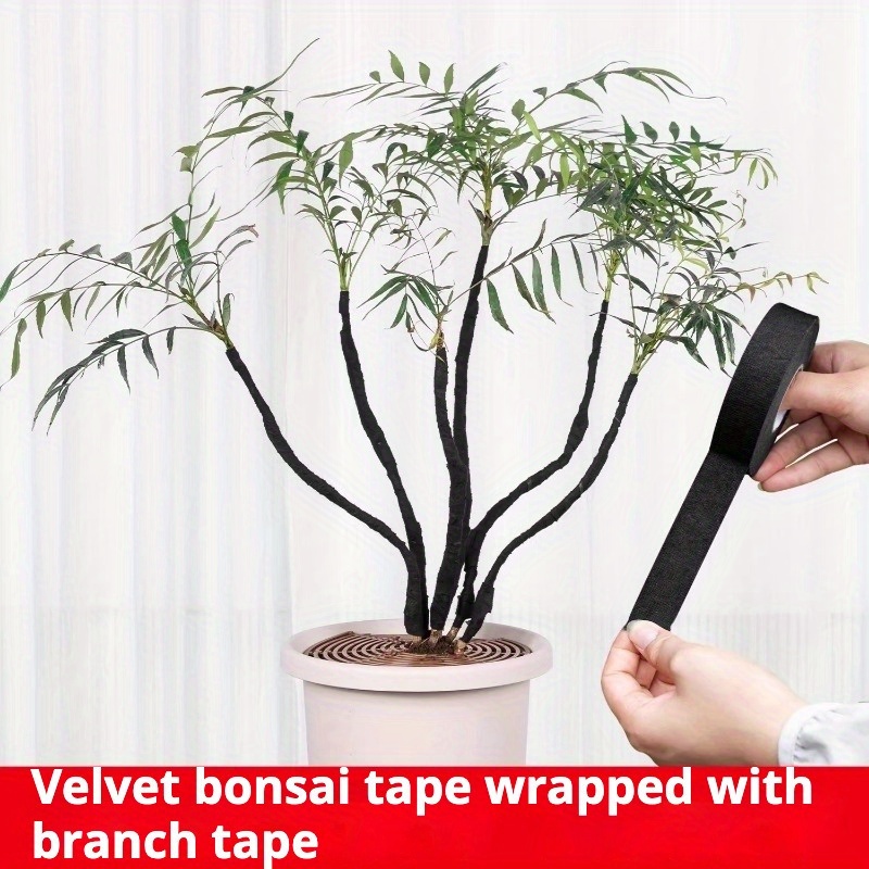 nursery bonsai near me San Jose Juniper Bonsai Tree – Bella Bonsai Nursery