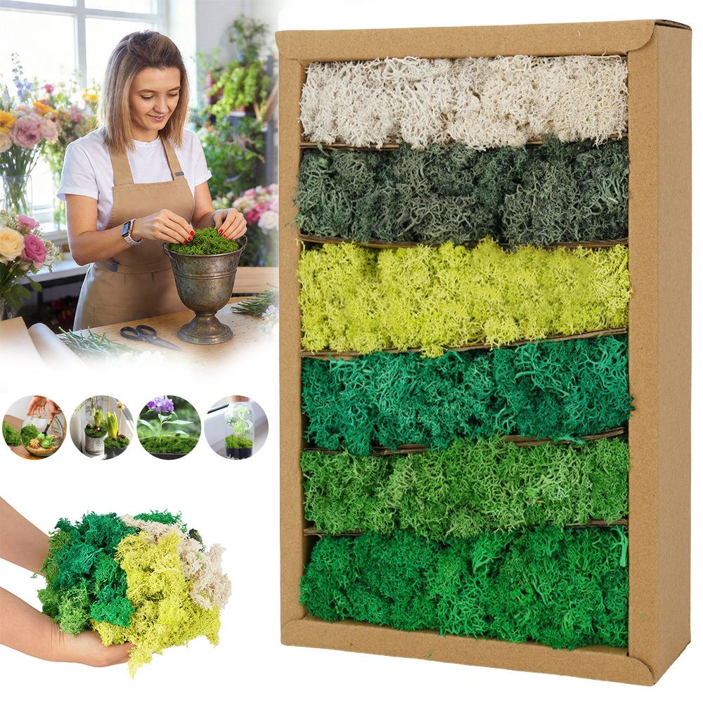 6 Colors Mix Pack Preserved , Kit Gardening Art Wall Decor Florist Decor