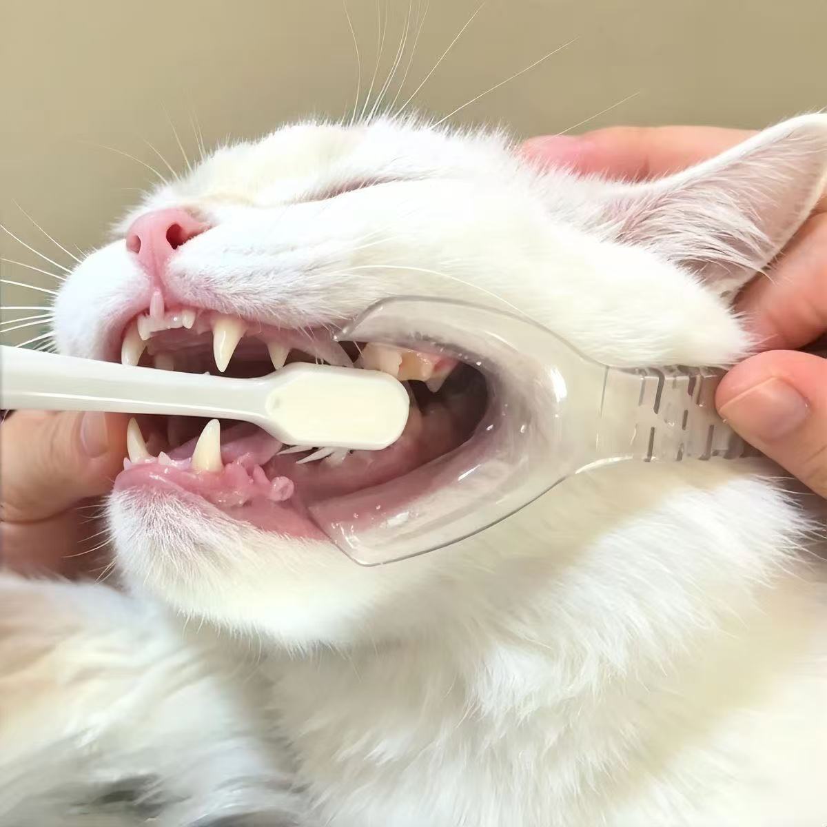 1 set pet oral care kit 1pc handheld pet muzzle 2pcs finger toothbrushes cat and dog   tools pet teeth cleaning and grooming supplies Product details 0