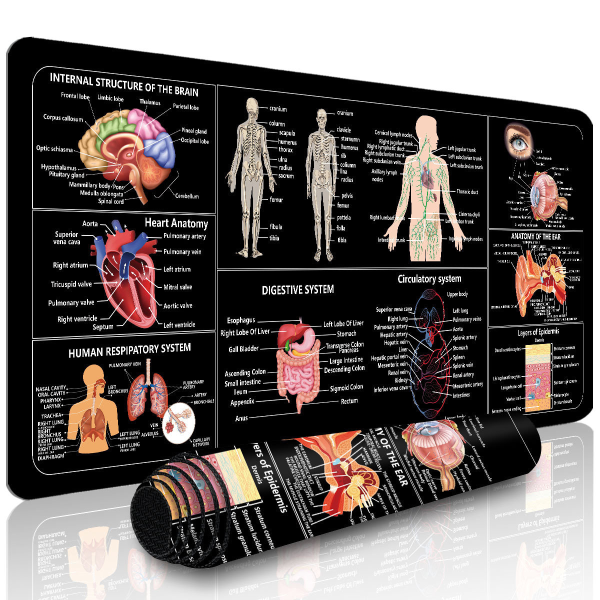 E-shop Verlängertes Gaming-Mauspad und PC Desktop Tastaturmatte - Human Anatomy Cheat Sheet - Laptop Schutzmatte, Schreibtischunterlage - Robuste,