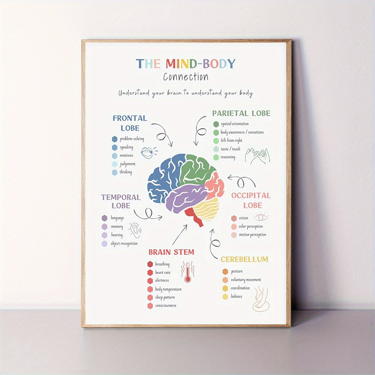 TEMU 1 stuk 12x16 Inch Neurowetenschap Poster - Gelabelde Hersenanatomie met Gelabelde Lobben (Frontaal, Pariëtaal, Temporaal, Occipitaal), & CBT