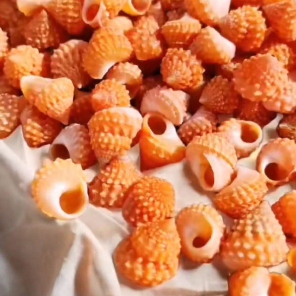 sea shells sold on Temu United States