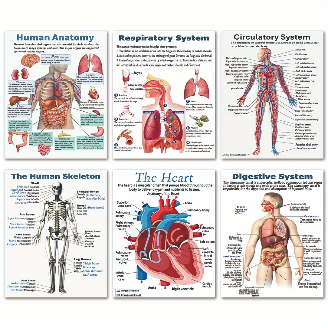 

Print Painting 6pcs Human Anatomy Poster Set, Human Anatomy, Science Posters. High School Science, Educational Poster, Classroom Posters For Classroom And Office Decoration To Room 8x10inch